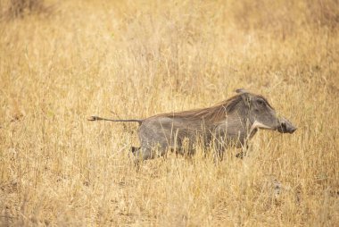 Afrika yaban domuzu (sus scrofa aligra) Tanzanya 'nın vahşi doğasında