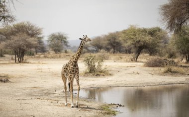 Kuzey Tanzanya 'nın bir manzarasında zürafa