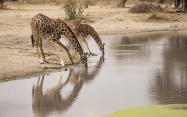 Kuzey Tanzanya 'nın bir manzarasında zürafa