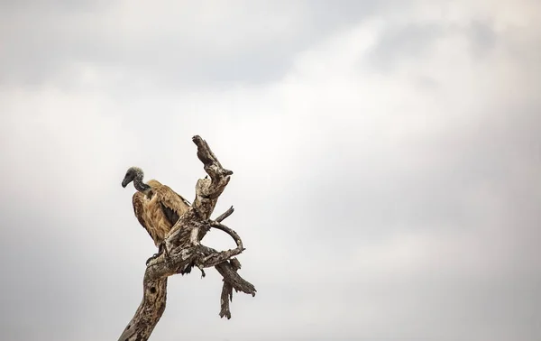 Close Shot Culture Tree Branch Front Cloudy Sky — Stock Photo, Image