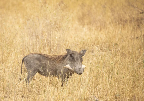 Afrika yaban domuzu (sus scrofa aligra) Tanzanya 'nın vahşi doğasında