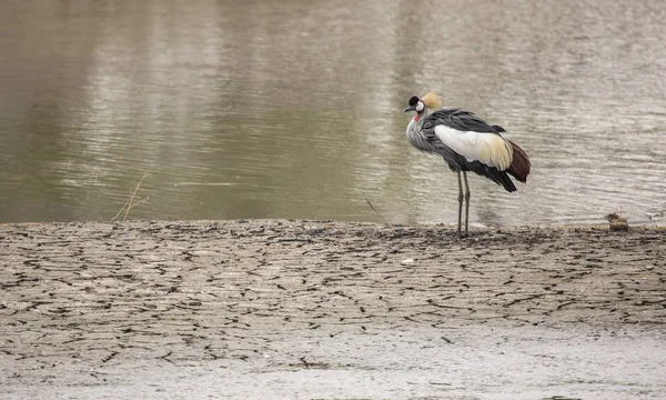 Grúa Coronada Gris Pozo Agua Norte Tanzania — Foto de Stock