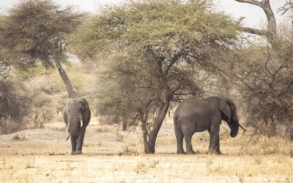 Elefante Africano Paisaje Tanzania — Foto de Stock