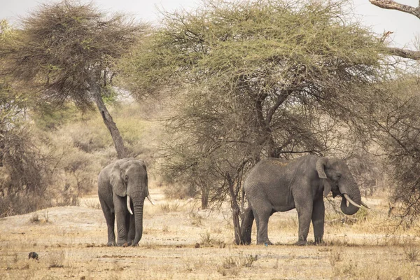 Elefante Africano Paisaje Tanzania — Foto de Stock