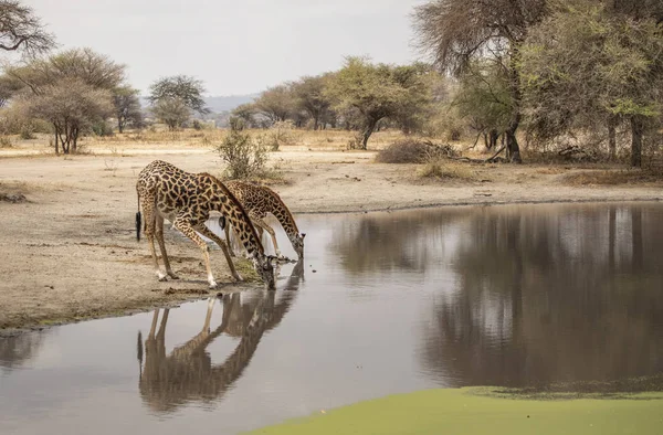 Zsiráf Egy Észak Tanzániai Tájon — Stock Fotó