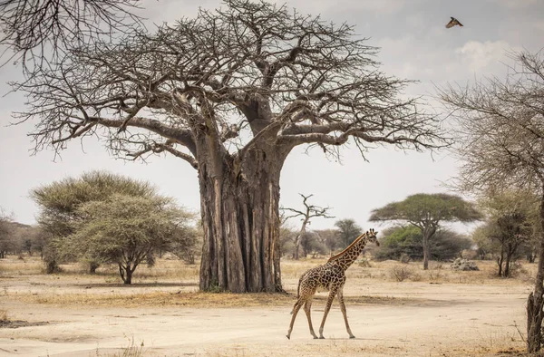 Żyrafa Krajobrazie Północnej Tanzanii — Zdjęcie stockowe