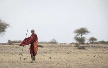 Arusha, Tanzanya, 8 Eylül 2019: Masai adam mızrak fırlatıyor
