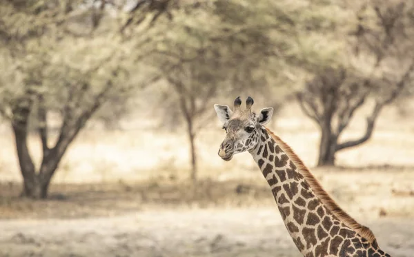 Žirafa Krajině Severní Tanzanie — Stock fotografie