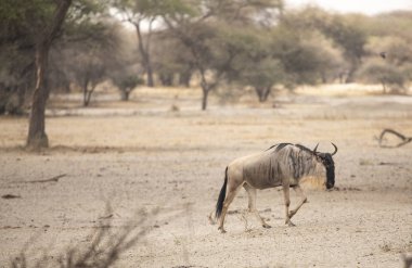 Tanzanya 'daki ulusal parkta mavi antilop