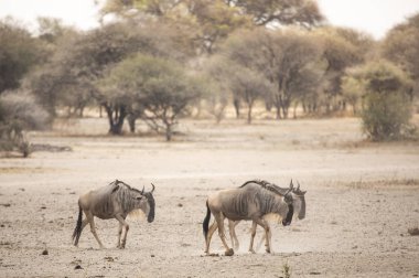 Tanzanya 'daki ulusal parkta mavi antilop