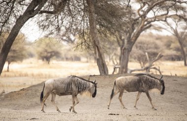 Tanzanya 'daki ulusal parkta mavi antilop