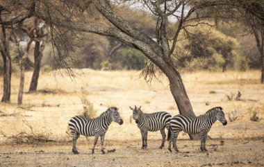 Zebras in a landscape of northern Tanzania clipart