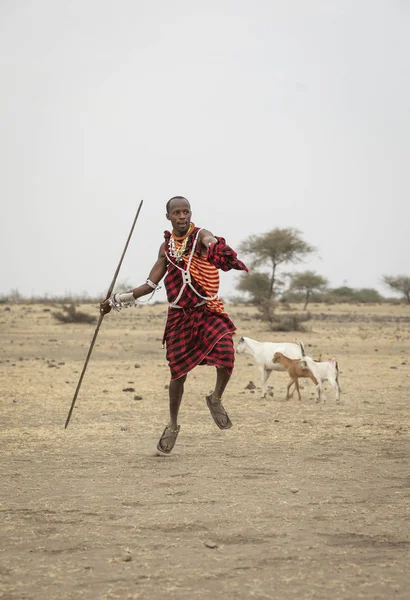 Arusha Tanzânia Setembro 2019 Homem Maasai Jogando Uma Lança — Fotografia de Stock