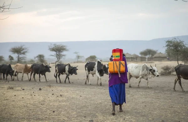 Arusha Tanzanie Septembre 2019 Femme Maasai Rentrant Puits Avec Des — Photo