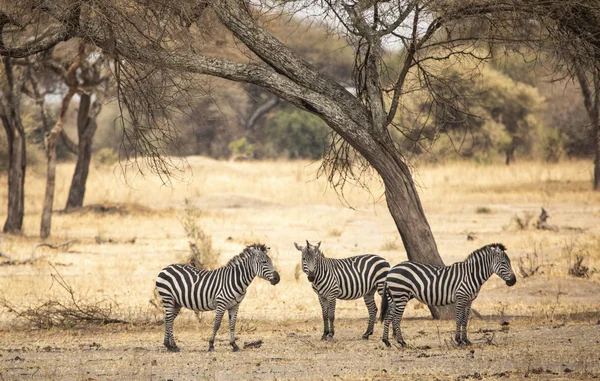 Zebras Landscape Northern Tanzania — Stock Photo, Image