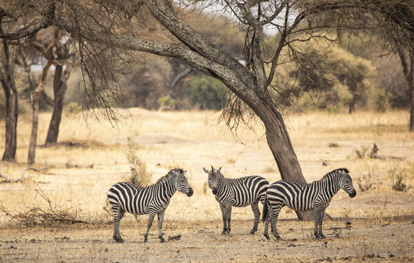 Zebras in a landscape of northern Tanzania