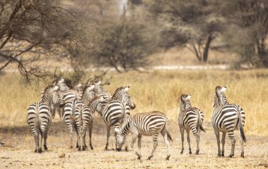 Zebras in a landscape of northern Tanzania clipart