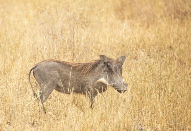 Afrika yaban domuzu (sus scrofa aligra) Tanzanya 'nın vahşi doğasında