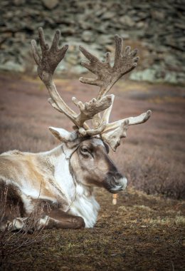 Kuzey Moğolistan doğasında evcil ren geyiği