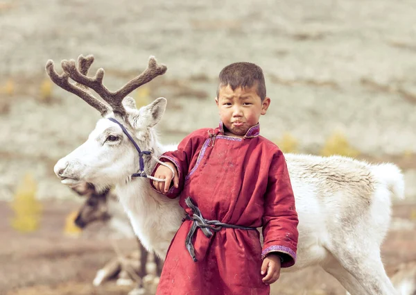 Ребенок Цаатан Северо Монгольском Ландшафте Маленьким Северным Оленем — стоковое фото