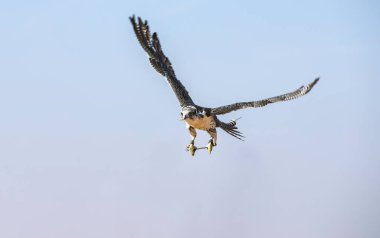 Peregrine Falcon (Falco Peregrinus) mavi gökyüzüne karşı uçuyor
