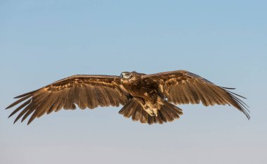 Büyük Benekli Kartal (clanga clanga) Dubai yakınlarında çölde uçuyor.
