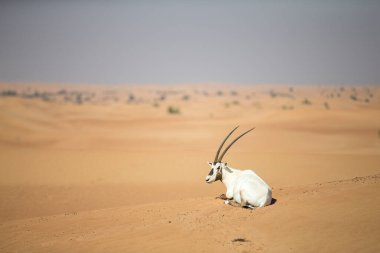 BAE 'de çölde kum tepeciği üzerinde Arap antilopları