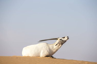 BAE 'de çölde kum tepeciği üzerinde Arap antilopları