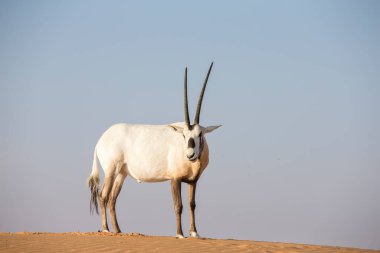 BAE 'de çölde kum tepeciği üzerinde Arap antilopları