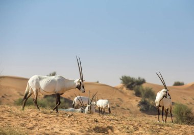 Arap antilobu, BAE 'deki bir çölde kum tepesi üzerinde.