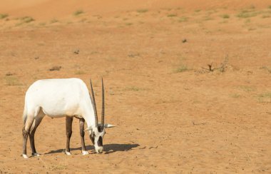 BAE 'de çölde kum tepeciği üzerinde Arap antilopları