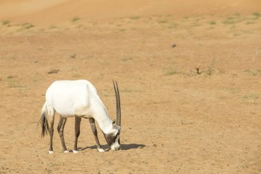 BAE 'de çölde kum tepeciği üzerinde Arap antilopları