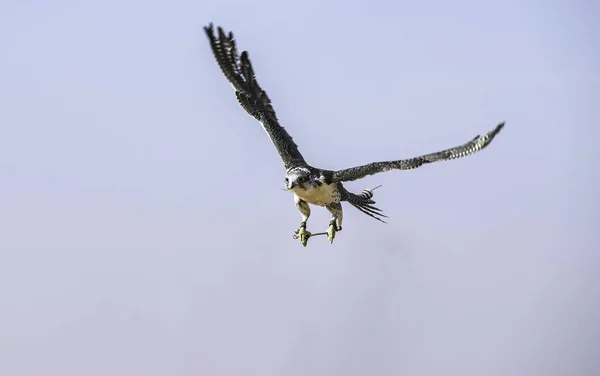 Falcon Peregrino Falco Peregrinus Vuelo Contra Cielo Azul — Foto de Stock