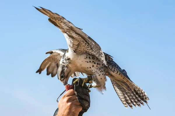 Falcoeiro Traje Tradicional Treinamento Peregrine Falcon Falco Peregrinus — Fotografia de Stock