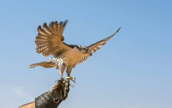 Falconer Traditional Outfit Training Peregrine Falcon Falco Peregrinus — Stock Photo, Image