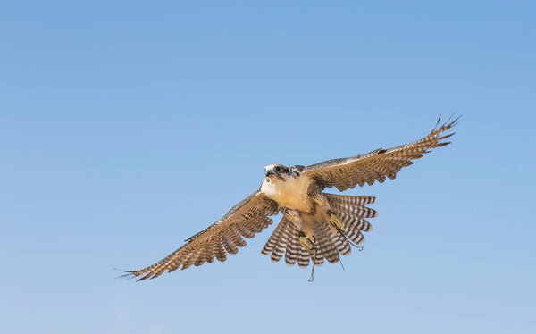 Peregrine Falcon (Falco Peregrinus) in flight against blue sky