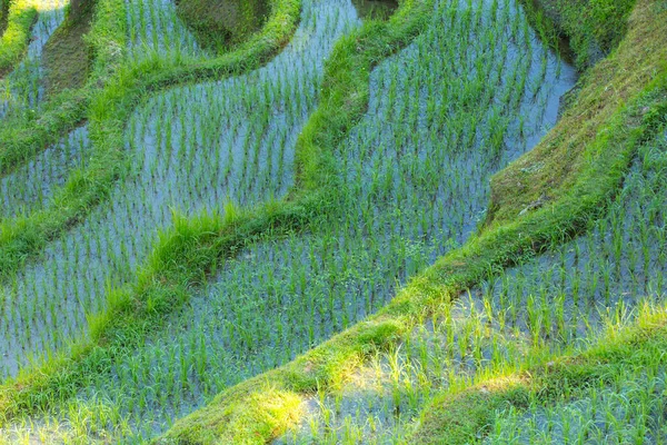 Szenische Aufnahme Von Reisfeldern Ubud Indonesien — Stockfoto