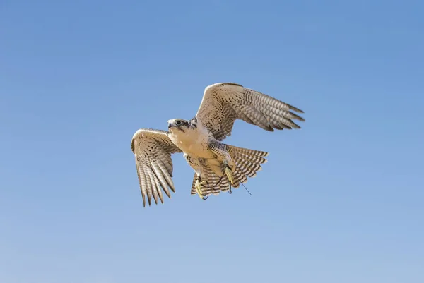 Águila Manchada Mayor Clanga Clanga Volando Desierto Cerca Dubai Emiratos —  Fotos de Stock