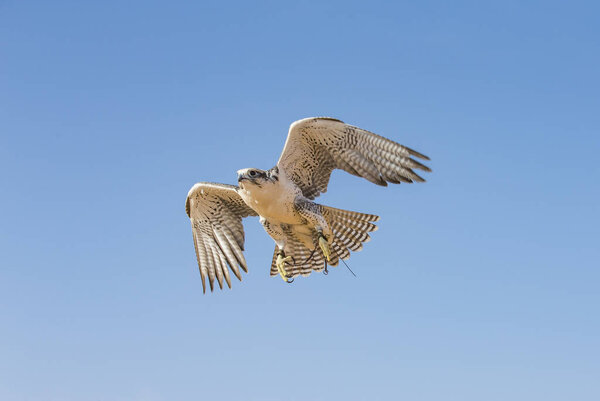 Greater Spotted Eagle (clanga clanga) flying in desert near Dubai, UAE