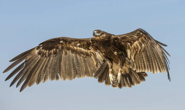 Greater Spotted Eagle Clanga Clanga Che Vola Nel Deserto Vicino — Foto Stock