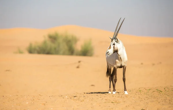 Oryx Árabe Duna Areia Deserto Nos Emirados Árabes Unidos — Fotografia de Stock
