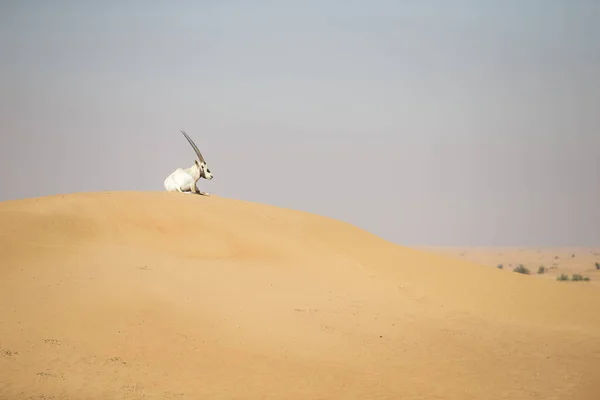 Аравійський Орикс Піщаній Дюні Пустелі Оае — стокове фото