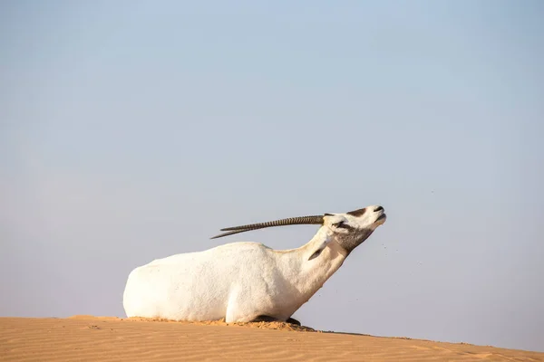 Oryx Árabe Duna Areia Deserto Nos Emirados Árabes Unidos — Fotografia de Stock