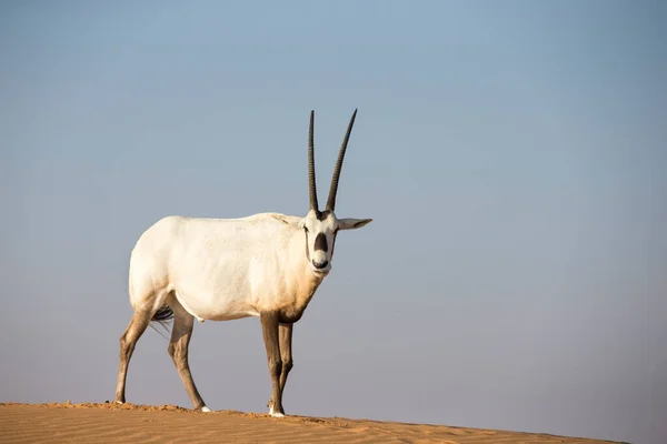 Oryx Árabe Duna Areia Deserto Nos Emirados Árabes Unidos — Fotografia de Stock