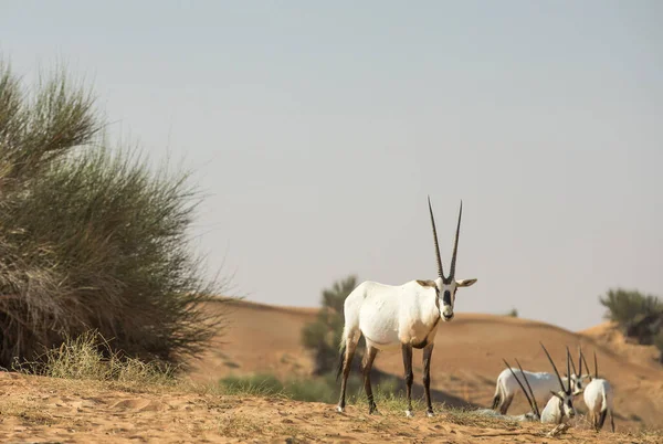 Arabische Oryx Zandduin Een Woestijn Verenigde Arabische Emiraten — Stockfoto