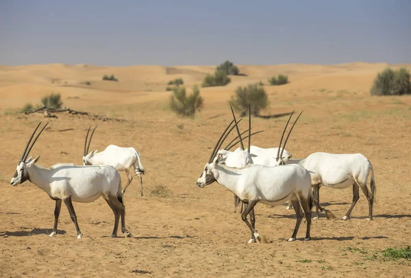 Arabische Oryx Zandduin Een Woestijn Verenigde Arabische Emiraten — Stockfoto