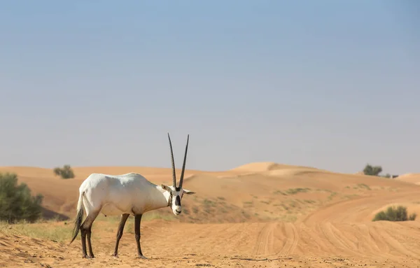 Арабианская Орикс Песчаной Дюне Пустыне Оаэ — стоковое фото