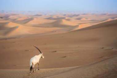 Dubai yakınlarındaki çölde Arap antilopları