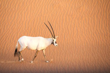 Dubai yakınlarındaki çölde Arap antilopları