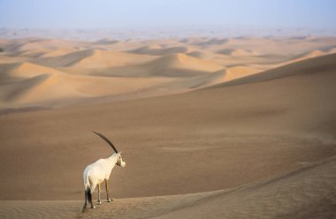 Dubai yakınlarındaki çölde Arap antilopları